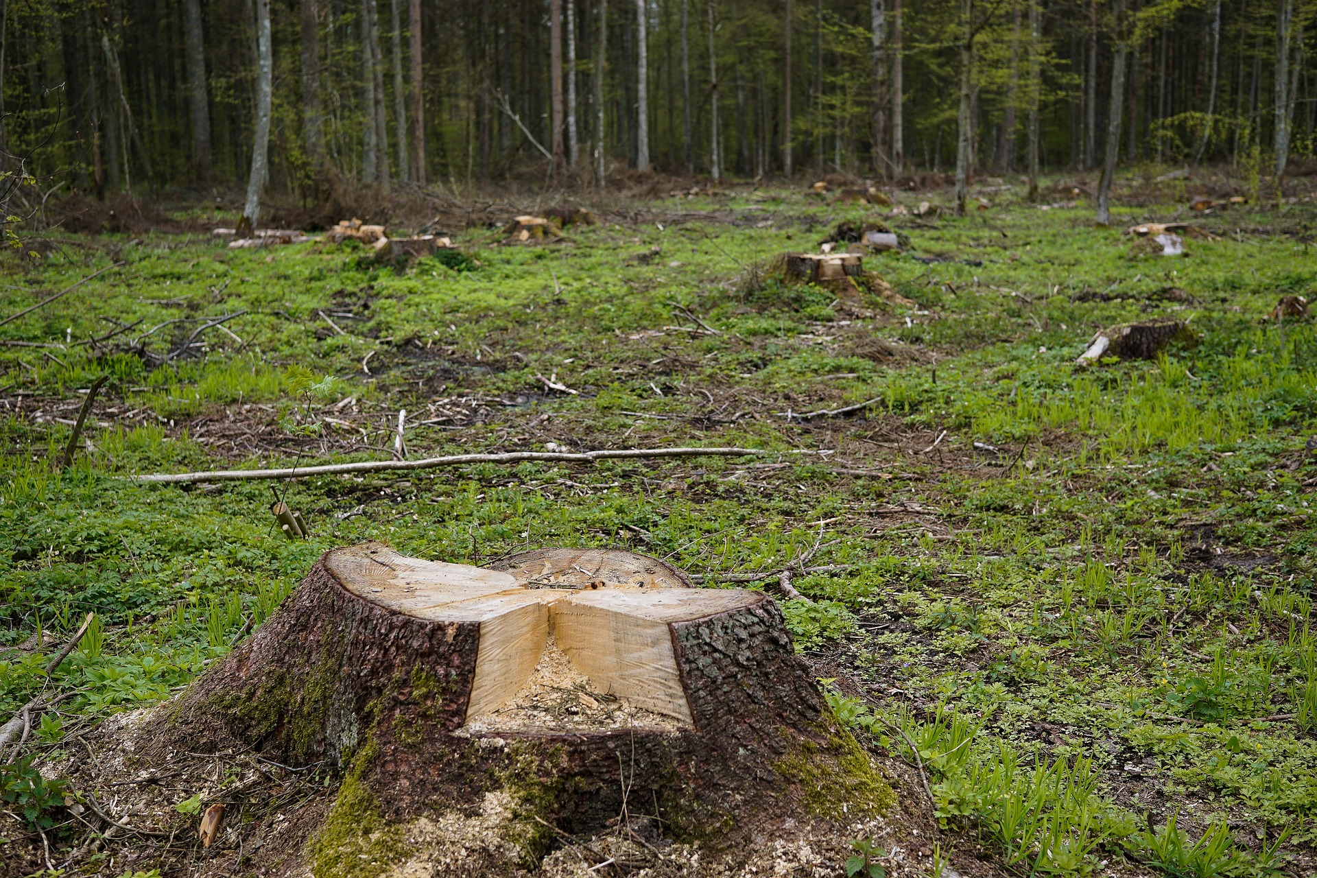 Wycinanie drzew na działce rolnej