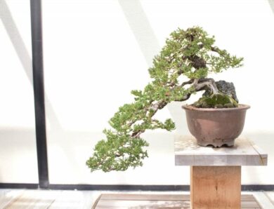 Jak uratować bonsai