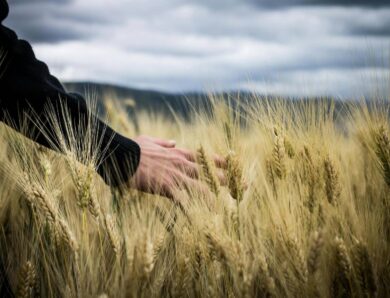 Nasiona pszenicy ozimej – na co zwrócić uwagę przy wyborze odmiany do siewu