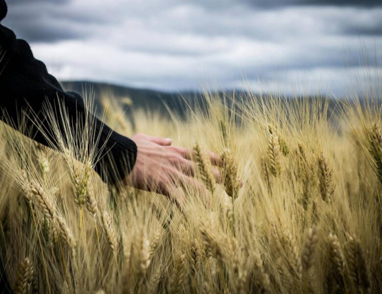Nasiona pszenicy ozimej – na co zwrócić uwagę przy wyborze odmiany do siewu