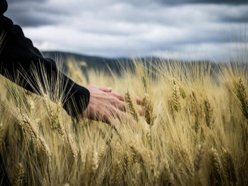 Nasiona pszenicy ozimej – na co zwrócić uwagę przy wyborze odmiany do siewu