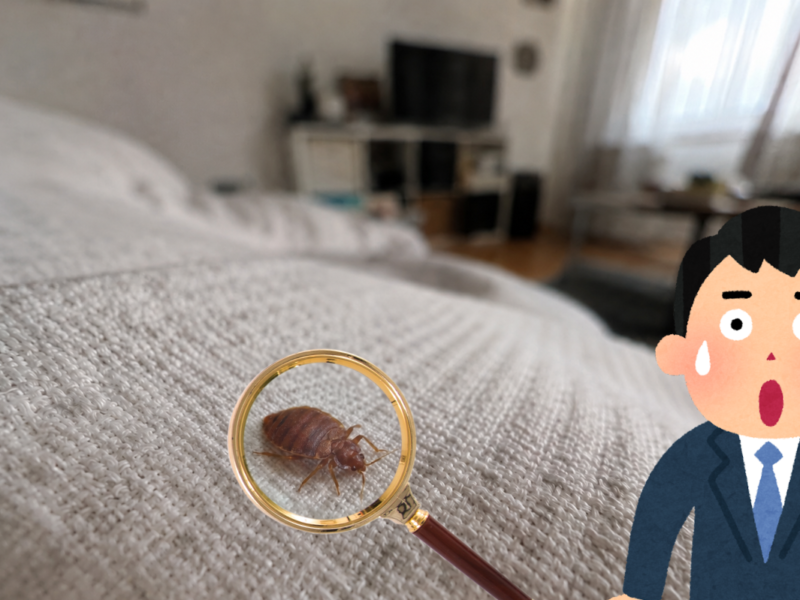 Pluskwy w domu i hotelu – problem, który może dotknąć każdego. Jak działa metoda ULV?